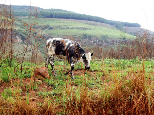 Nguni cattle.